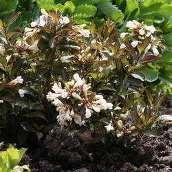 Вейгела цветущая ‘Black and White’ Weigela florida ‘Black and White’